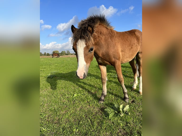 Welsh A (Mountain Pony) Mare 2 years 11,2 hh Brown-Light in Kampenhout