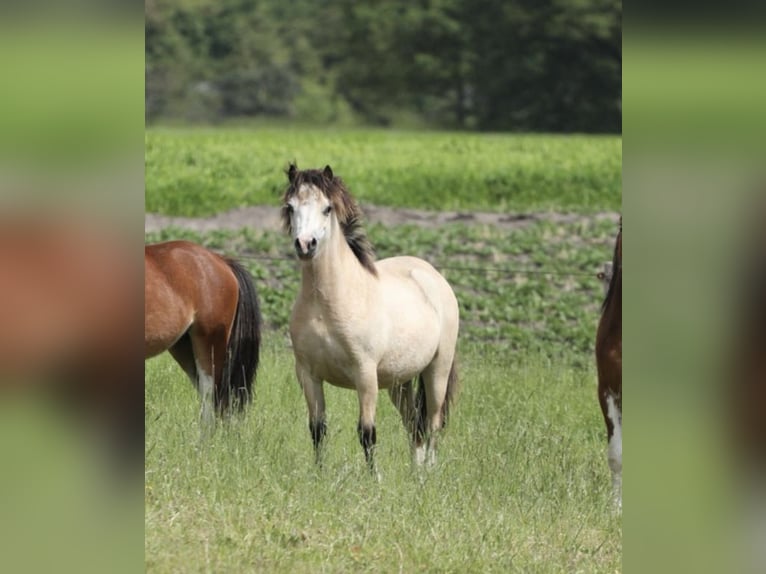 Welsh A (Mountain Pony) Mare 2 years 11,2 hh Dun in Aalten