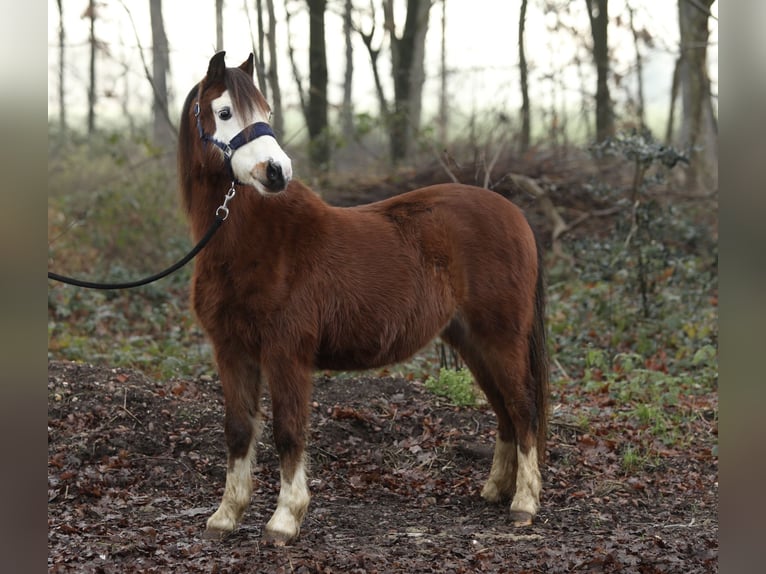 Welsh A (Mountain Pony) Mare 2 years 11,3 hh Brown in Aalten