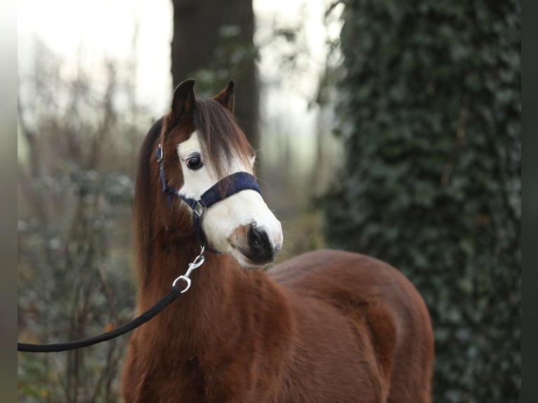 Welsh A (Mountain Pony) Mare 2 years 11,3 hh Brown in Aalten