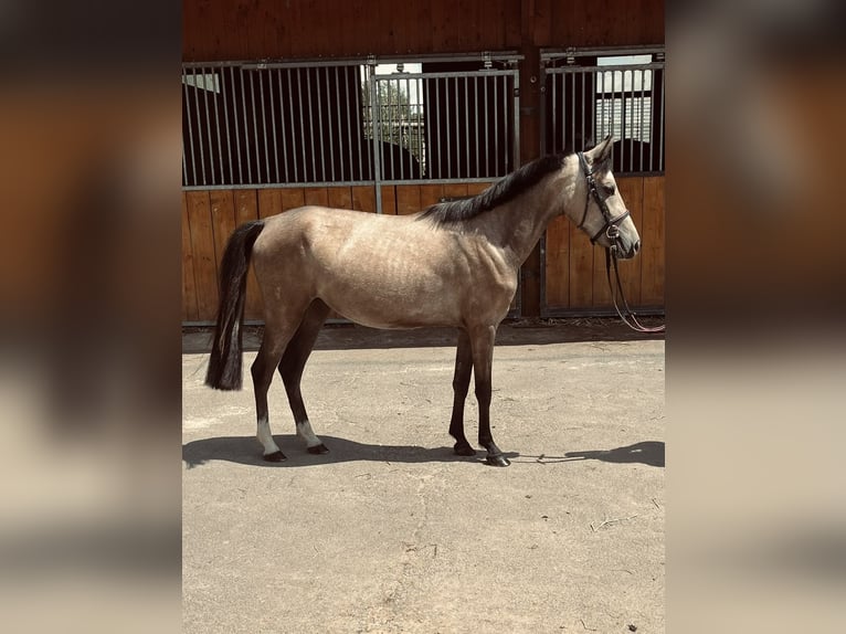 Welsh A (Mountain Pony) Mix Mare 2 years 12,1 hh Buckskin in Dortmund