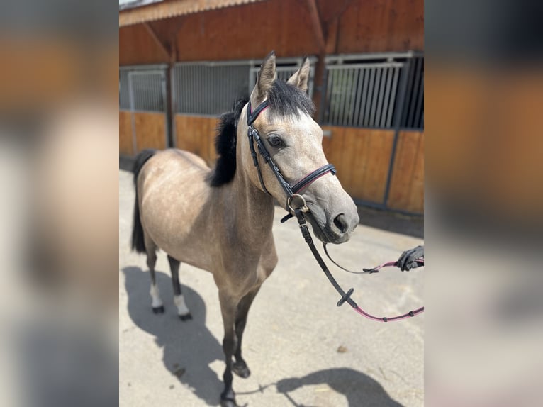 Welsh A (Mountain Pony) Mix Mare 2 years 12,1 hh Buckskin in Dortmund