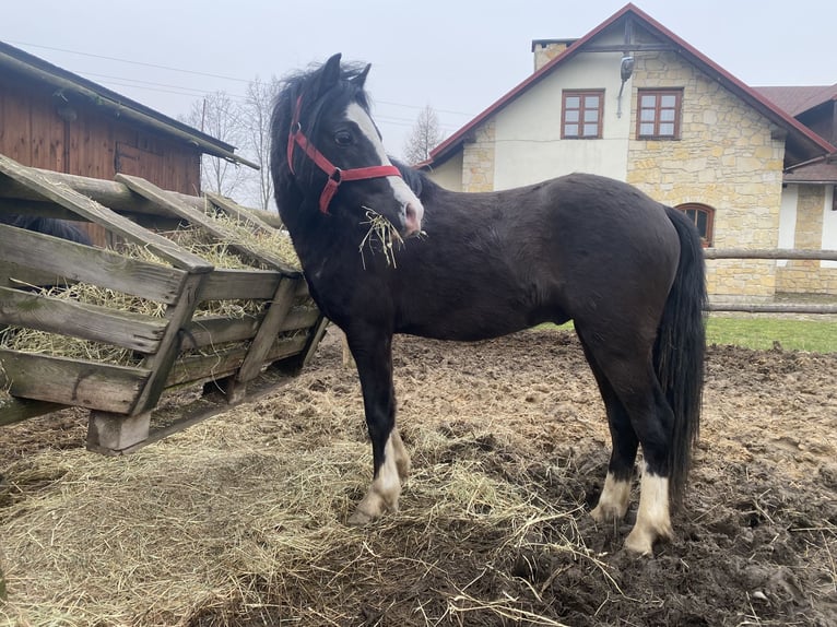 Welsh A (Mountain Pony) Mare 2 years Black in Karwice