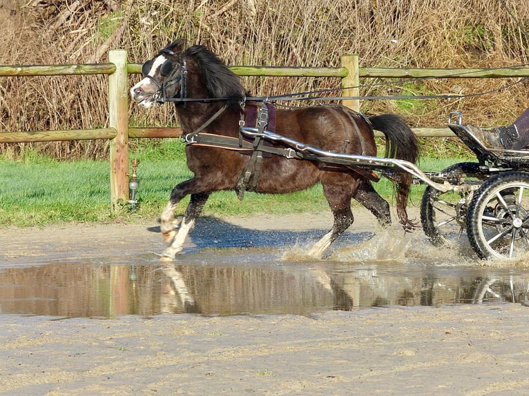 Welsh A (Mountain Pony) Mare 3 years 11,1 hh Black in Halle