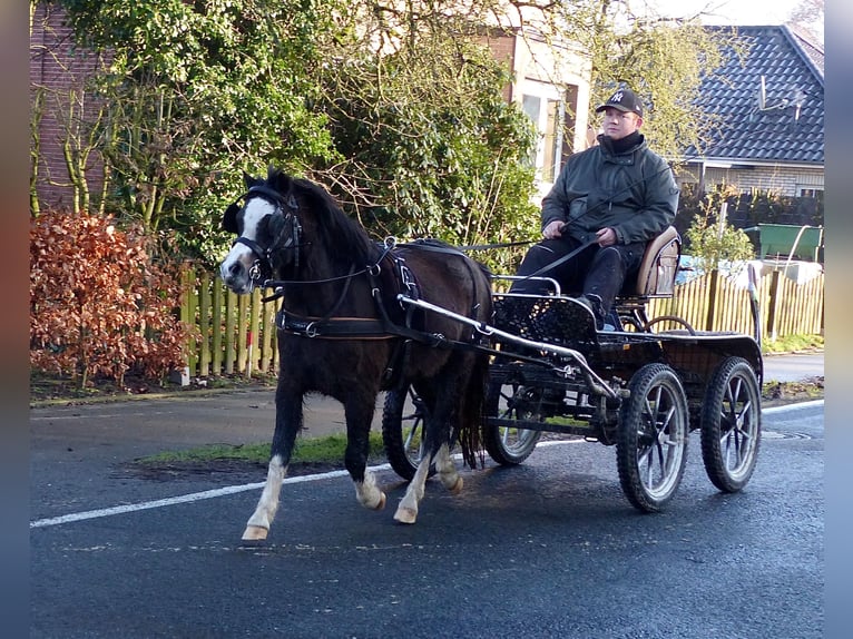 Welsh A (Mountain Pony) Mare 3 years 11,1 hh Black in Halle