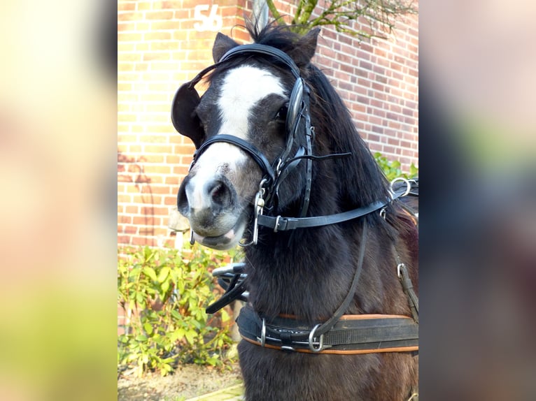 Welsh A (Mountain Pony) Mare 3 years 11,1 hh Black in Halle