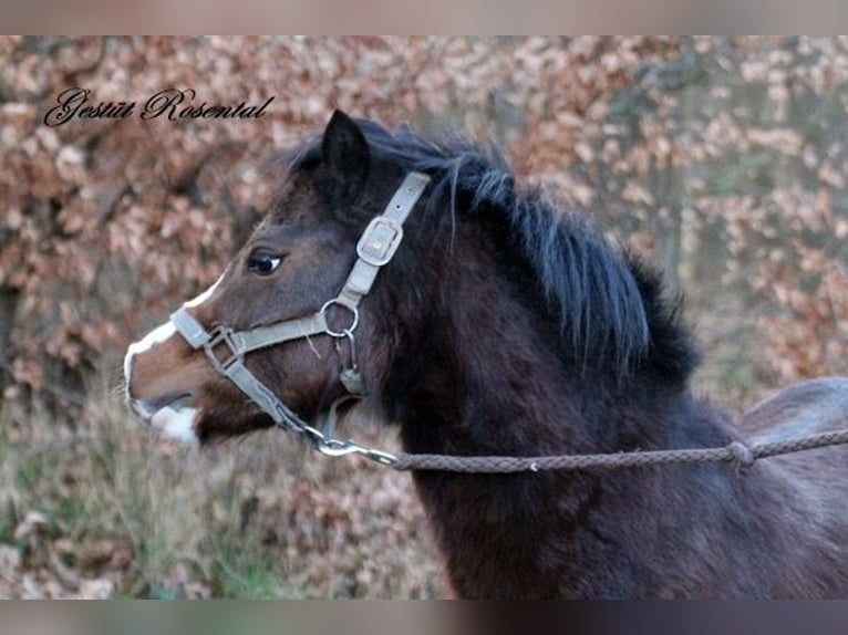 Welsh A (Mountain Pony) Mare 3 years 11,1 hh Brown in Neumünster
