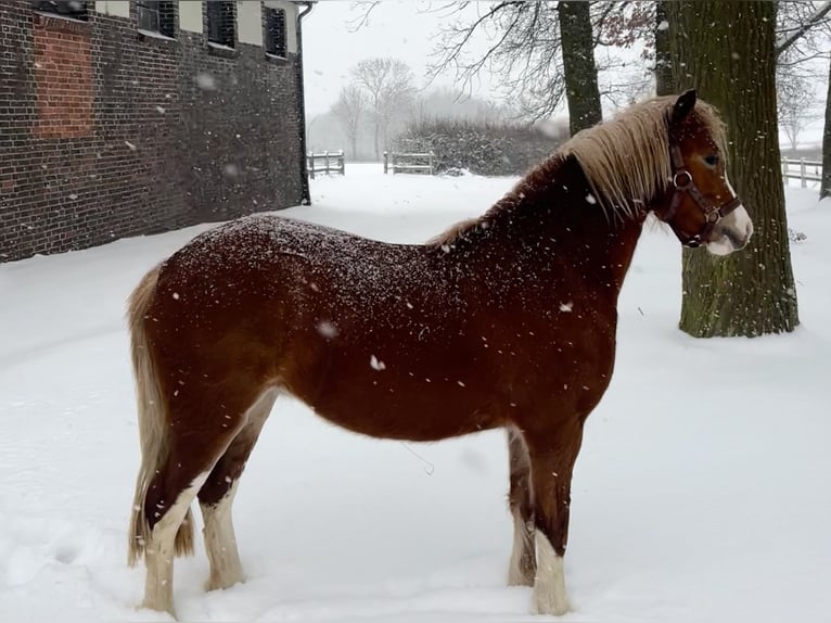 Welsh A (Mountain Pony) Mare 3 years 11,1 hh Chestnut-Red in Herleshausen
