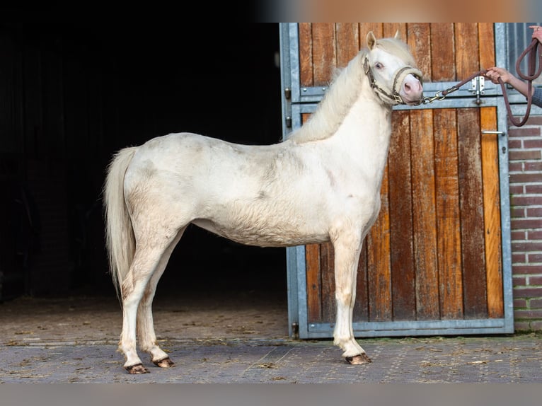 Welsh A (Mountain Pony) Mare 3 years 11,1 hh Cremello in Putten