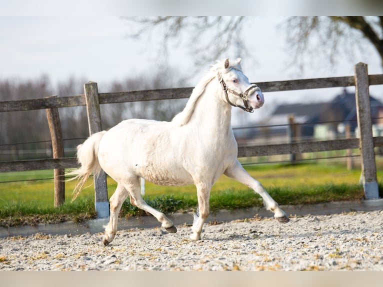 Welsh A (Mountain Pony) Mare 3 years 11,1 hh Cremello in Putten