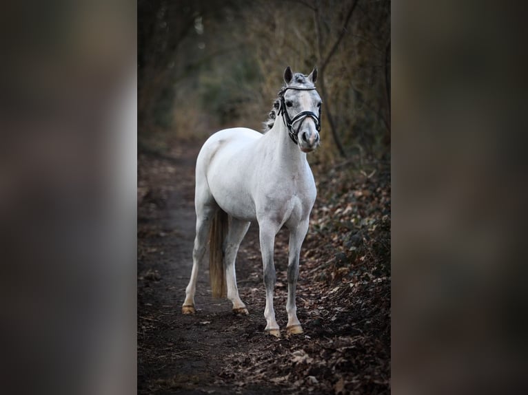 Welsh A (Mountain Pony) Mare 3 years 11,2 hh Gray in Aalten