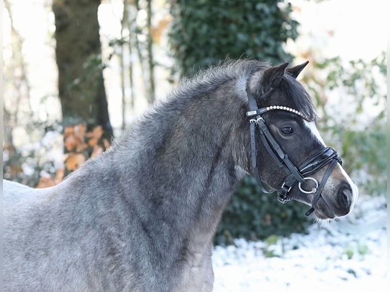 Welsh A (Mountain Pony) Mare 3 years 11,3 hh Roan-Bay in Aalten