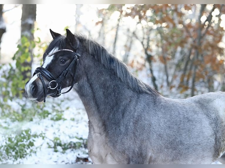 Welsh A (Mountain Pony) Mare 3 years 11,3 hh Roan-Bay in Aalten