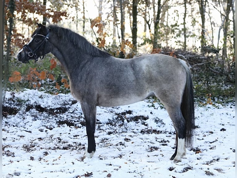 Welsh A (Mountain Pony) Mare 3 years 11,3 hh Roan-Bay in Aalten