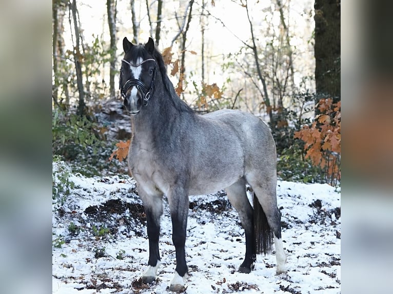 Welsh A (Mountain Pony) Mare 3 years 11,3 hh Roan-Bay in Aalten