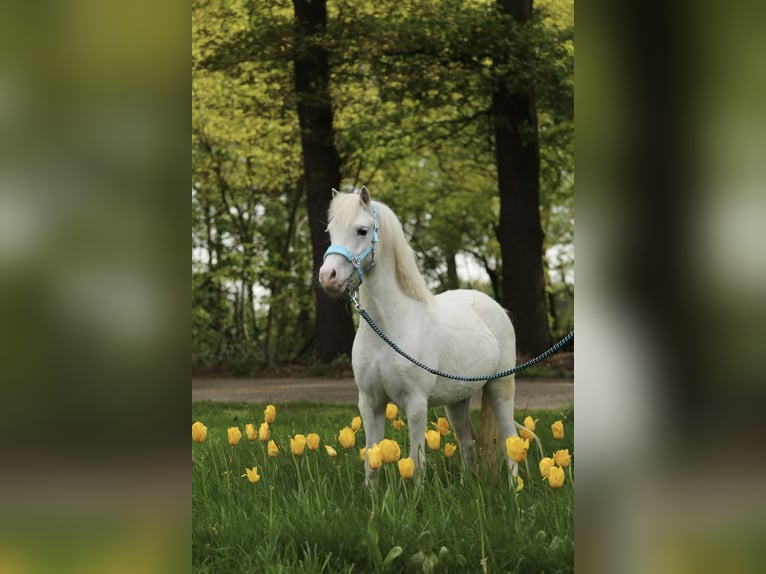 Welsh A (Mountain Pony) Mare 3 years 11 hh Gray in Aalten
