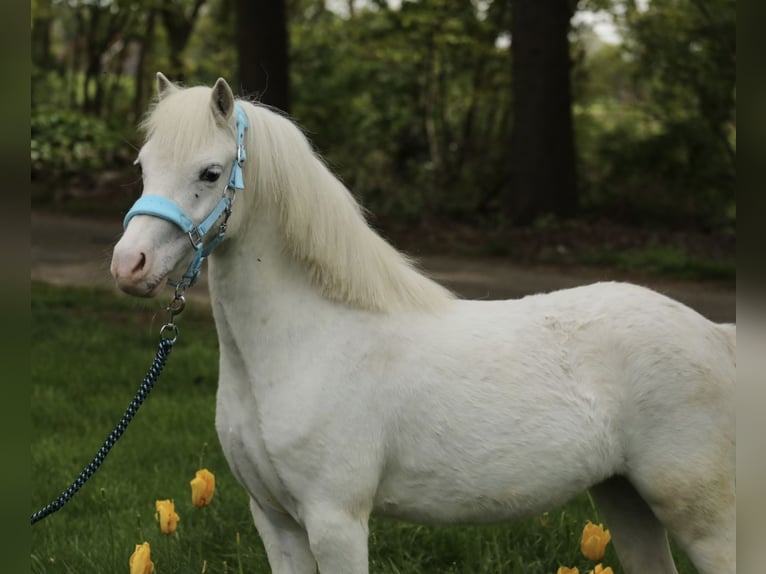Welsh A (Mountain Pony) Mare 3 years 11 hh Gray in Aalten