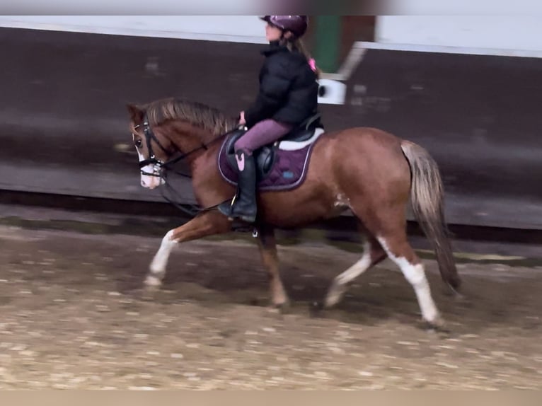 Welsh A (Mountain Pony) Mare 3 years 12,1 hh Chestnut-Red in Bramsche