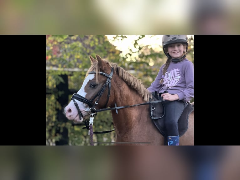 Welsh A (Mountain Pony) Mare 3 years 12,1 hh Chestnut-Red in Bramsche