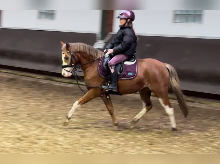 Welsh A (Mountain Pony) Mare 3 years 12,1 hh Chestnut-Red in Bramsche