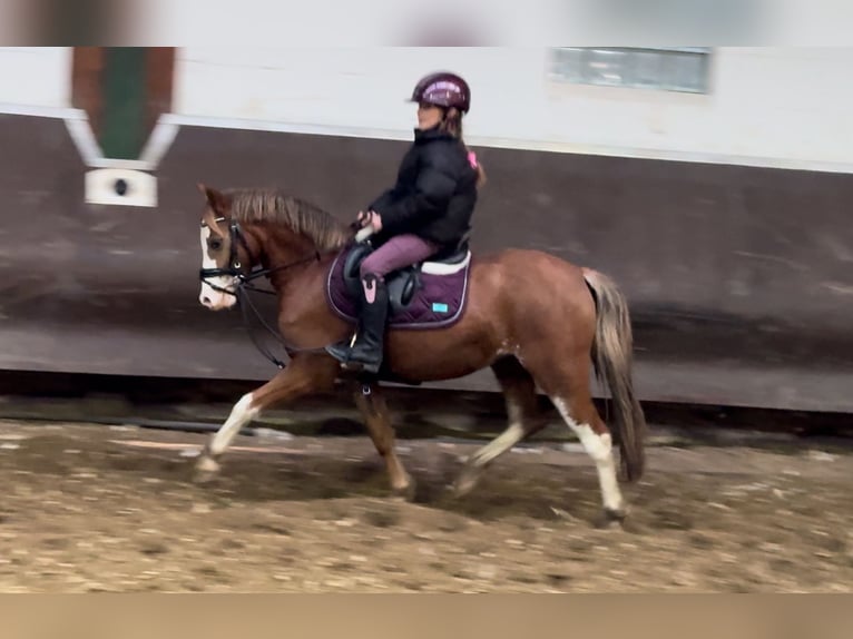 Welsh A (Mountain Pony) Mare 3 years 12,1 hh Chestnut-Red in Bramsche