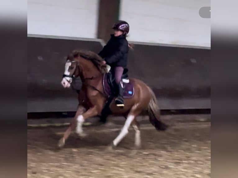 Welsh A (Mountain Pony) Mare 3 years 12,1 hh Chestnut-Red in Bramsche