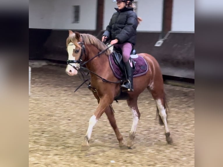 Welsh A (Mountain Pony) Mare 3 years 12,1 hh Chestnut-Red in Bramsche