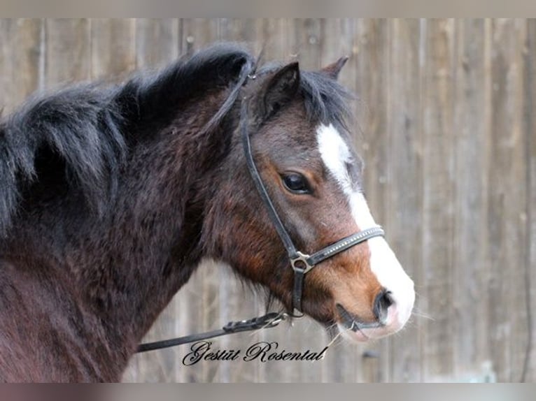 Welsh A (Mountain Pony) Mare 3 years 12,2 hh Brown in Neumünster