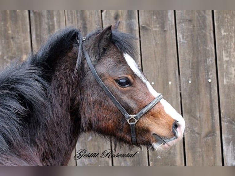 Welsh A (Mountain Pony) Mare 3 years 12,2 hh Brown in Neumünster