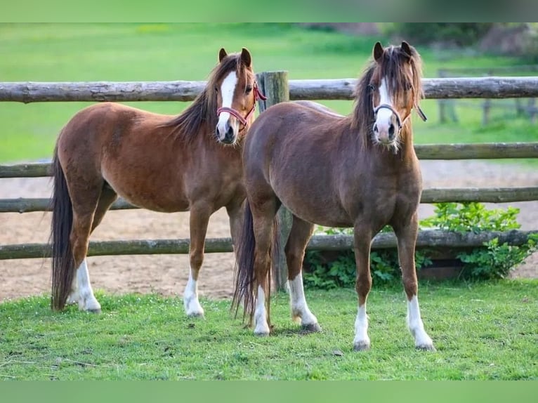 Welsh A (Mountain Pony) Mare 4 years 11,1 hh Chestnut-Red in OPOCZNO