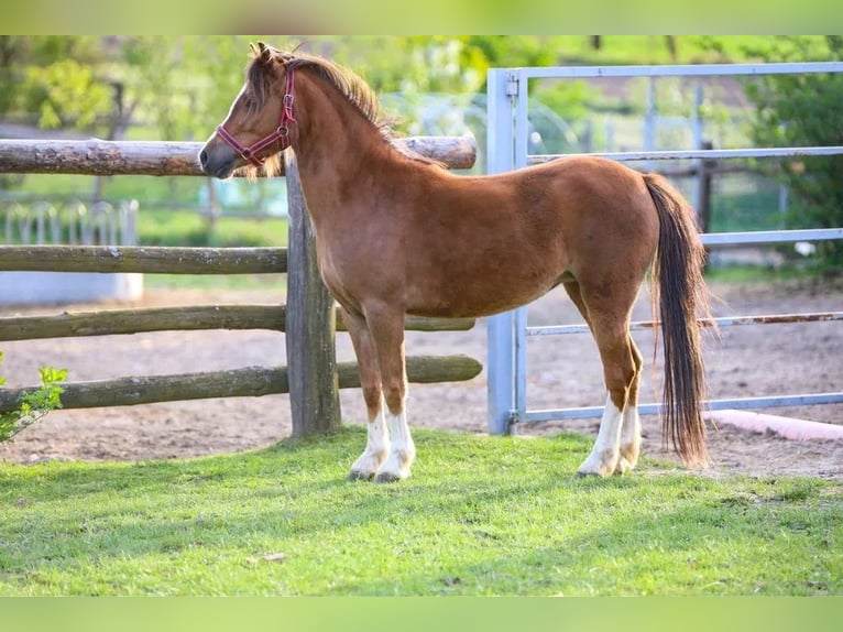 Welsh A (Mountain Pony) Mare 4 years 11,1 hh Chestnut-Red in OPOCZNO