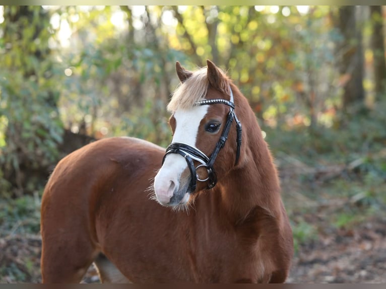 Welsh A (Mountain Pony) Mare 4 years 11,1 hh Chestnut-Red in Aalten