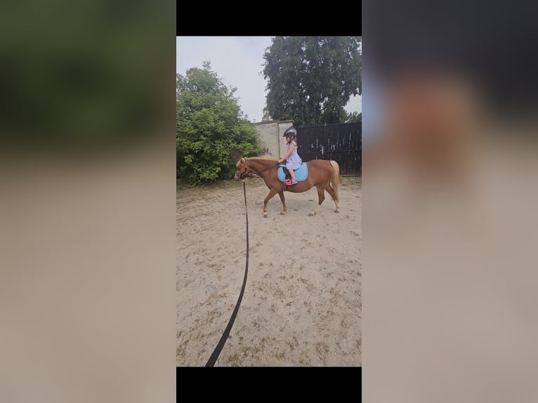 Welsh A (Mountain Pony) Mare 4 years 11,1 hh Chestnut-Red in Neufeld an der Leitha