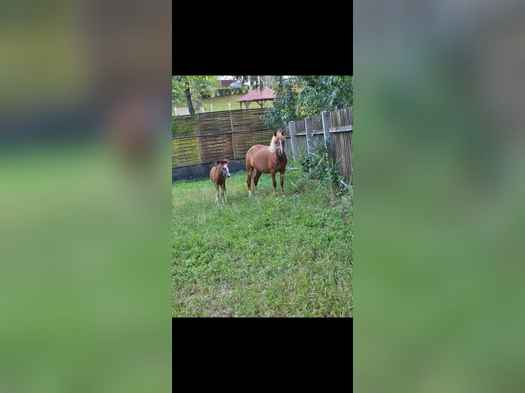 Welsh A (Mountain Pony) Mare 4 years 11,1 hh Chestnut-Red in Neufeld an der Leitha