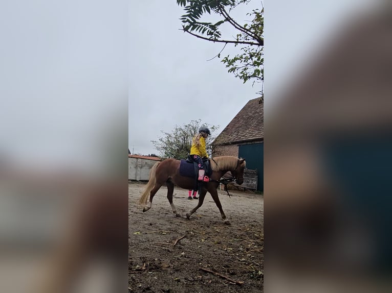 Welsh A (Mountain Pony) Mare 4 years 11,1 hh Chestnut-Red in Neufeld an der Leitha