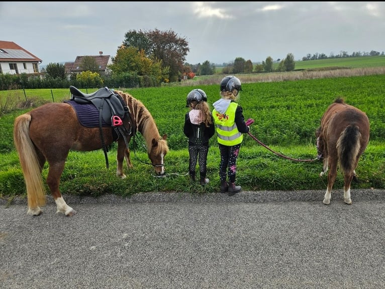 Welsh A (Mountain Pony) Mare 4 years 11,1 hh Chestnut-Red in Neufeld an der Leitha