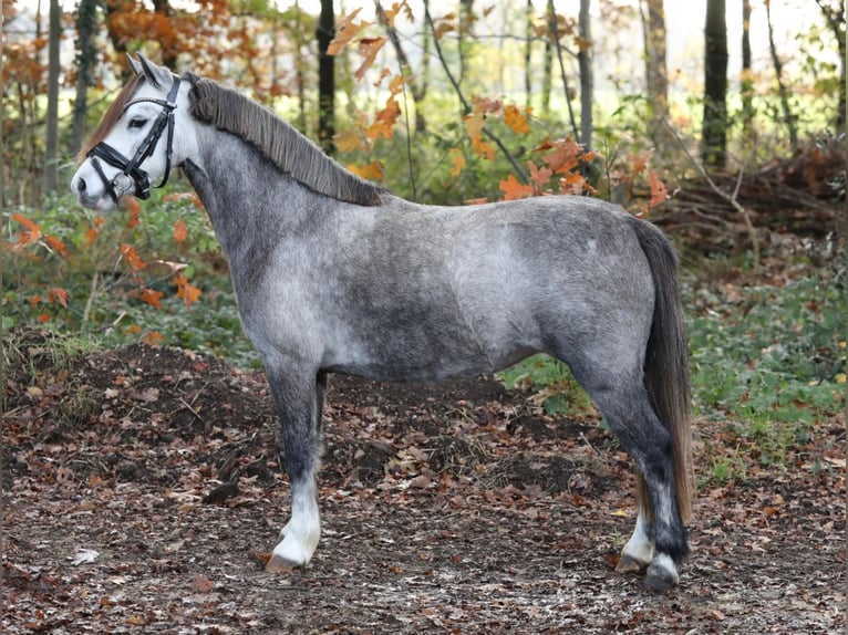 Welsh A (Mountain Pony) Mare 4 years 11,1 hh Gray-Blue-Tan in Aalten