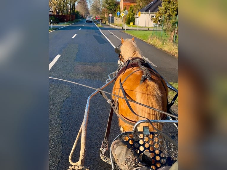 Welsh A (Mountain Pony) Mare 4 years 11,2 hh Chestnut-Red in Halle