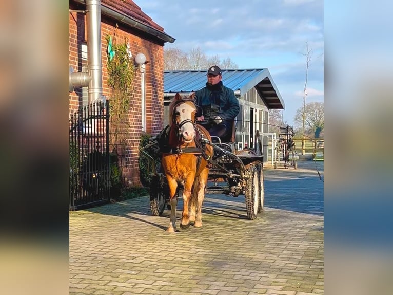 Welsh A (Mountain Pony) Mare 4 years 11,2 hh Chestnut-Red in Halle