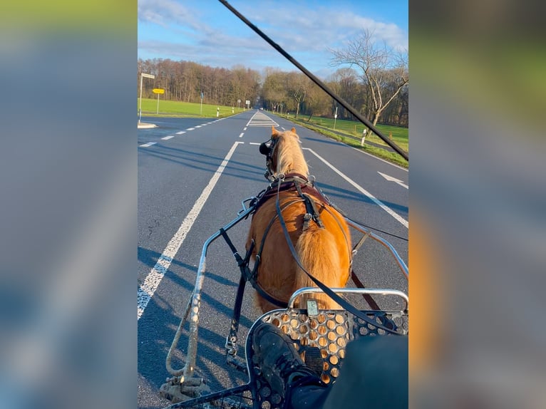 Welsh A (Mountain Pony) Mare 4 years 11,2 hh Chestnut-Red in Halle