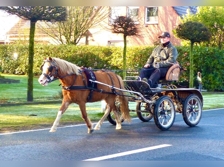 Welsh A (Mountain Pony) Mare 4 years 11,2 hh Chestnut-Red in Halle