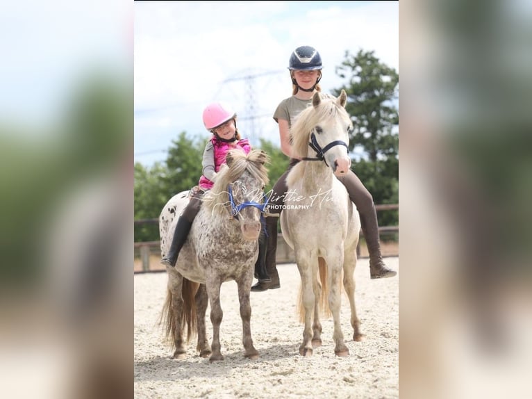 Welsh A (Mountain Pony) Mare 4 years 11,2 hh Gray in GROTE-BROGEL