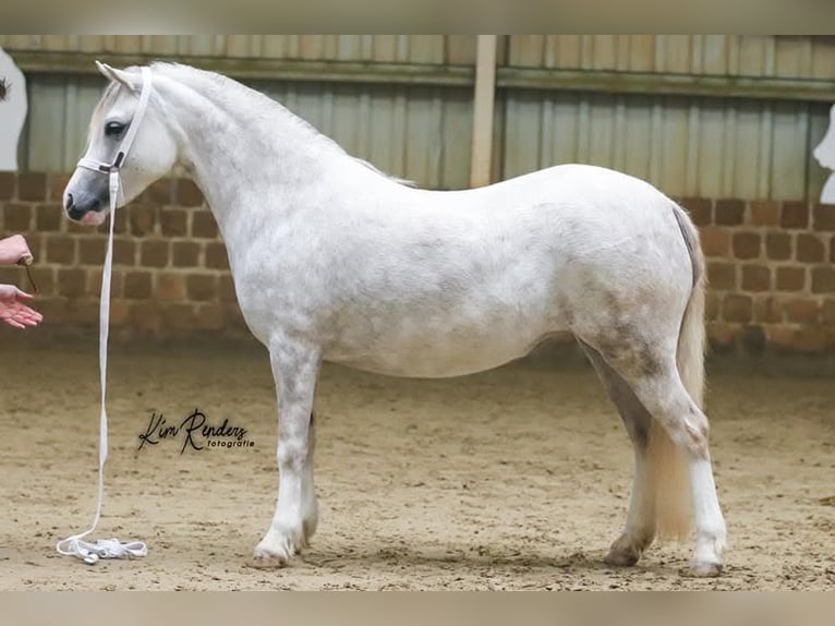 Welsh A (Mountain Pony) Mare 4 years 11,2 hh Gray in GROTE-BROGEL