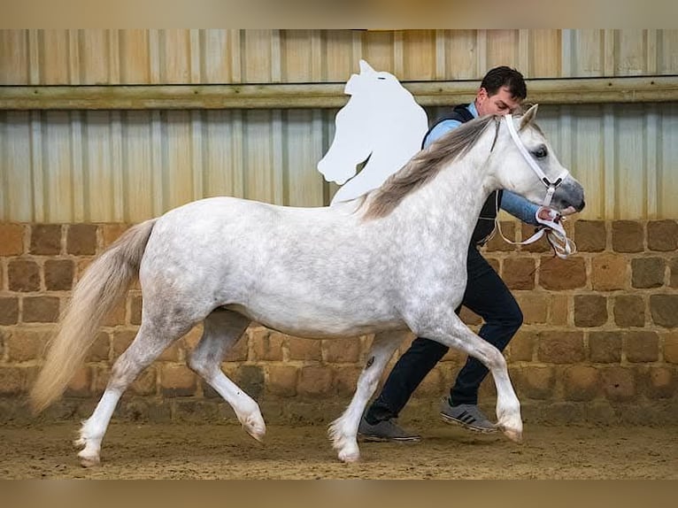 Welsh A (Mountain Pony) Mare 4 years 11,2 hh Gray in GROTE-BROGEL