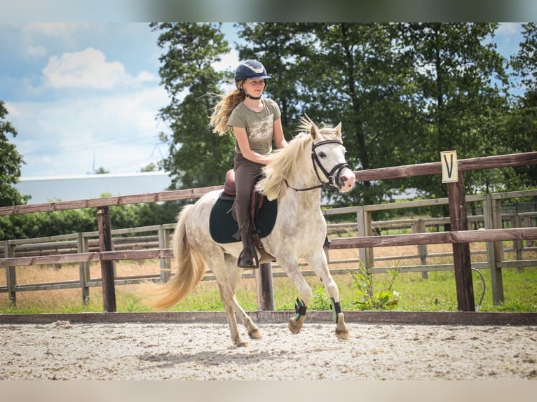 Welsh A (Mountain Pony) Mare 4 years 11,2 hh Gray in GROTE-BROGEL