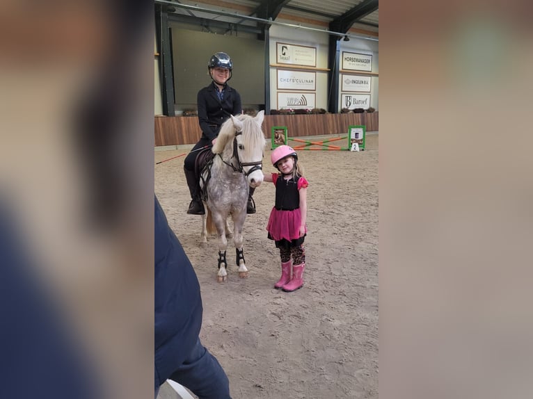 Welsh A (Mountain Pony) Mare 4 years 11,2 hh Gray in GROTE-BROGEL