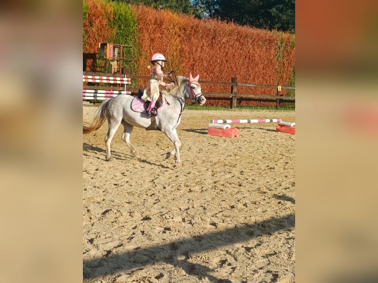 Welsh A (Mountain Pony) Mare 4 years 11,2 hh Gray in GROTE-BROGEL