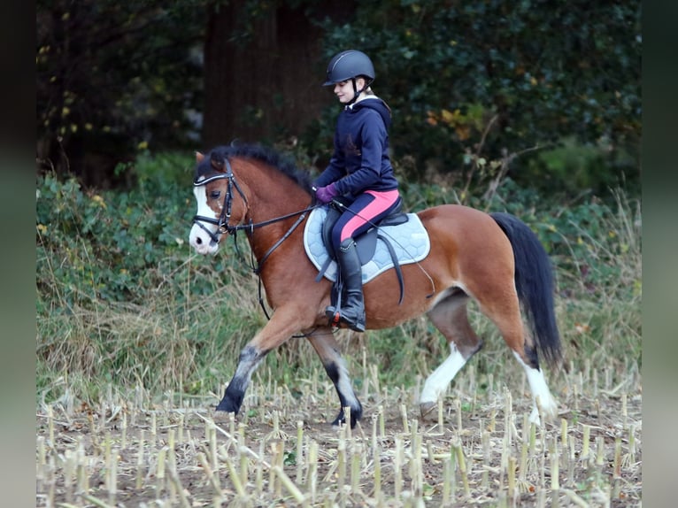 Welsh A (Mountain Pony) Mare 4 years 11,3 hh Brown in Wildeshausen