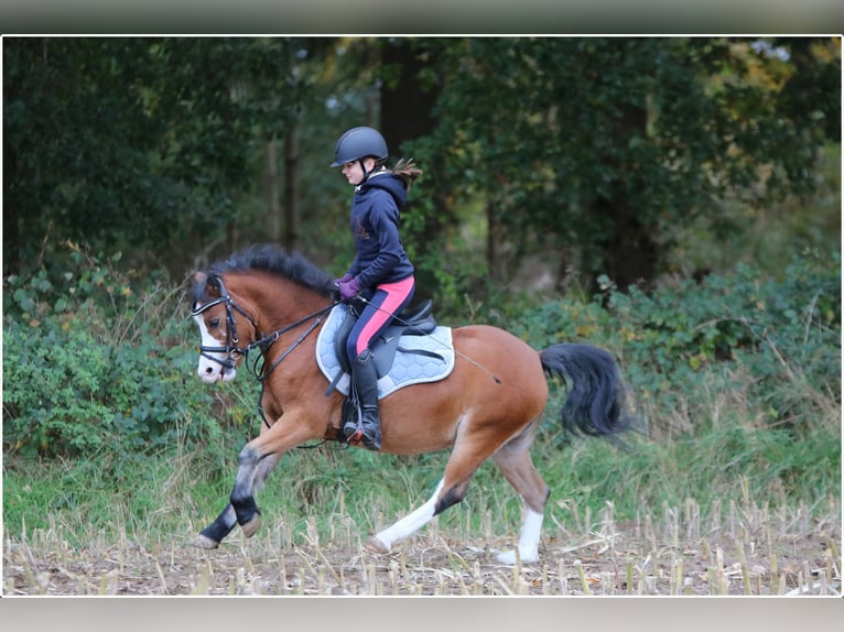 Welsh A (Mountain Pony) Mare 4 years 11,3 hh Brown in Wildeshausen