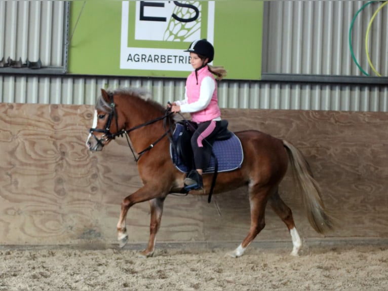 Welsh A (Mountain Pony) Mare 4 years 11,3 hh Chestnut in Wildeshausen